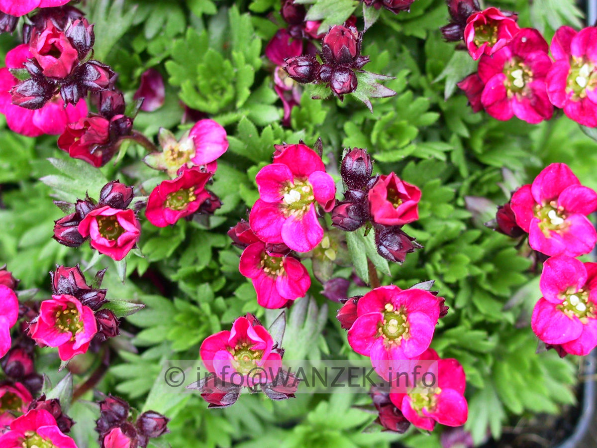Saxifraga arendsii Peter Pan.jpg